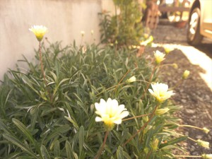 グループホームいこいの家源道寺