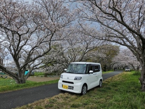 紫雲の園