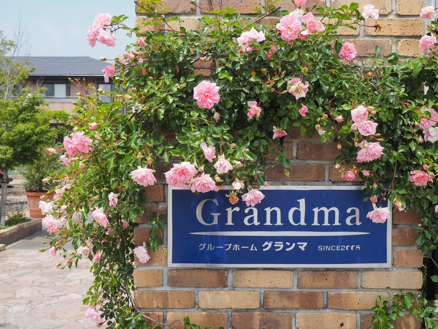 グランマ「ハノン」
