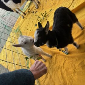 特別養護老人ホームゆめが丘鶴寿園