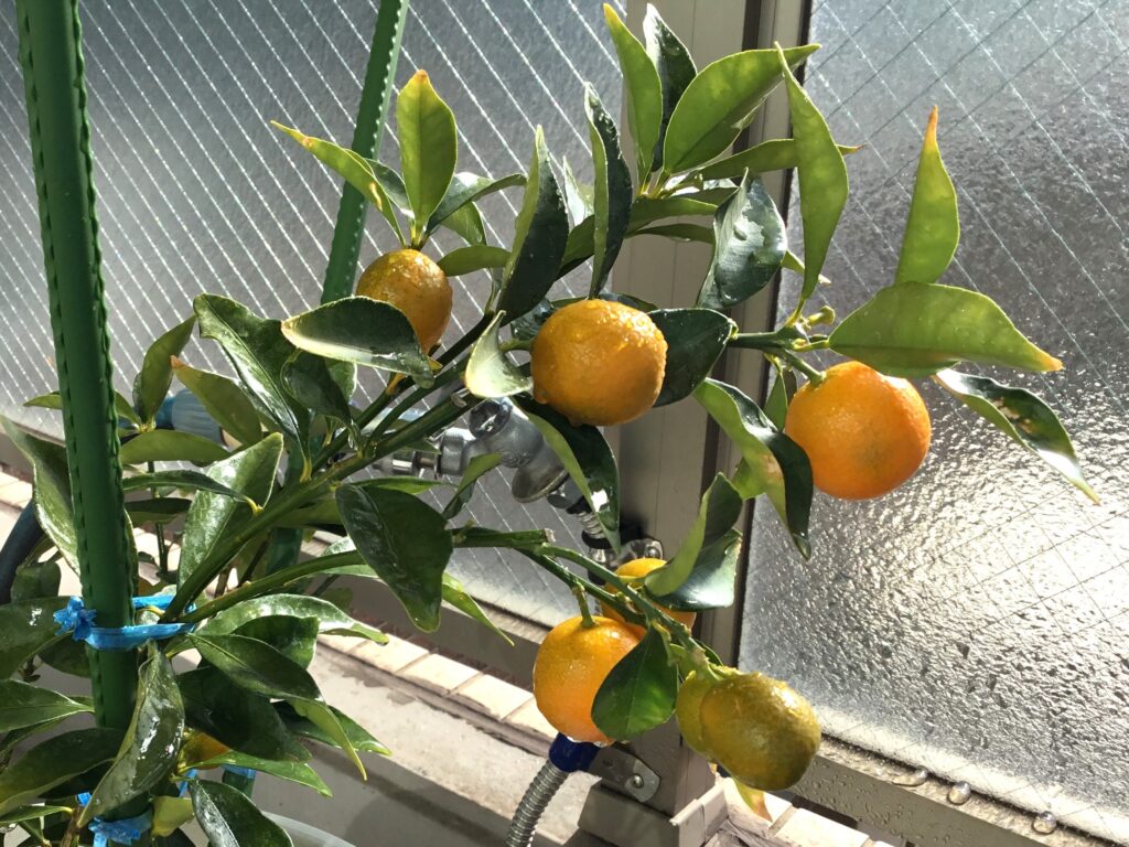 特別養護老人ホーム佰楽苑