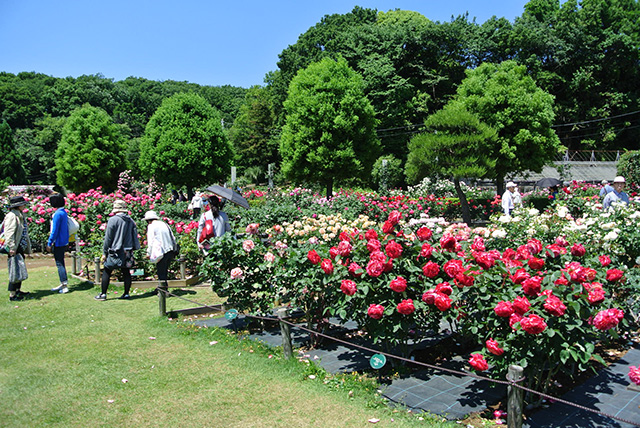 ヴィンテージ・ヴィラ向ケ丘遊園