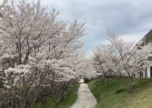 特別養護老人ホーム　さくらガーデン
