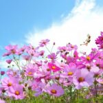 特別養護老人ホーム秋桜の郷｜古賀市福岡県古賀市千鳥1丁目3番5号の地域密着型介護付き有料老人ホームの写真