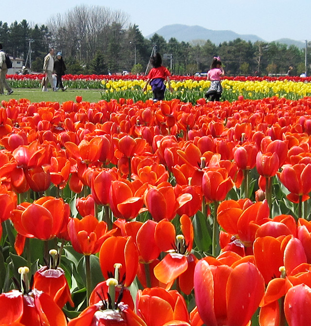 ほのかの里桜丘