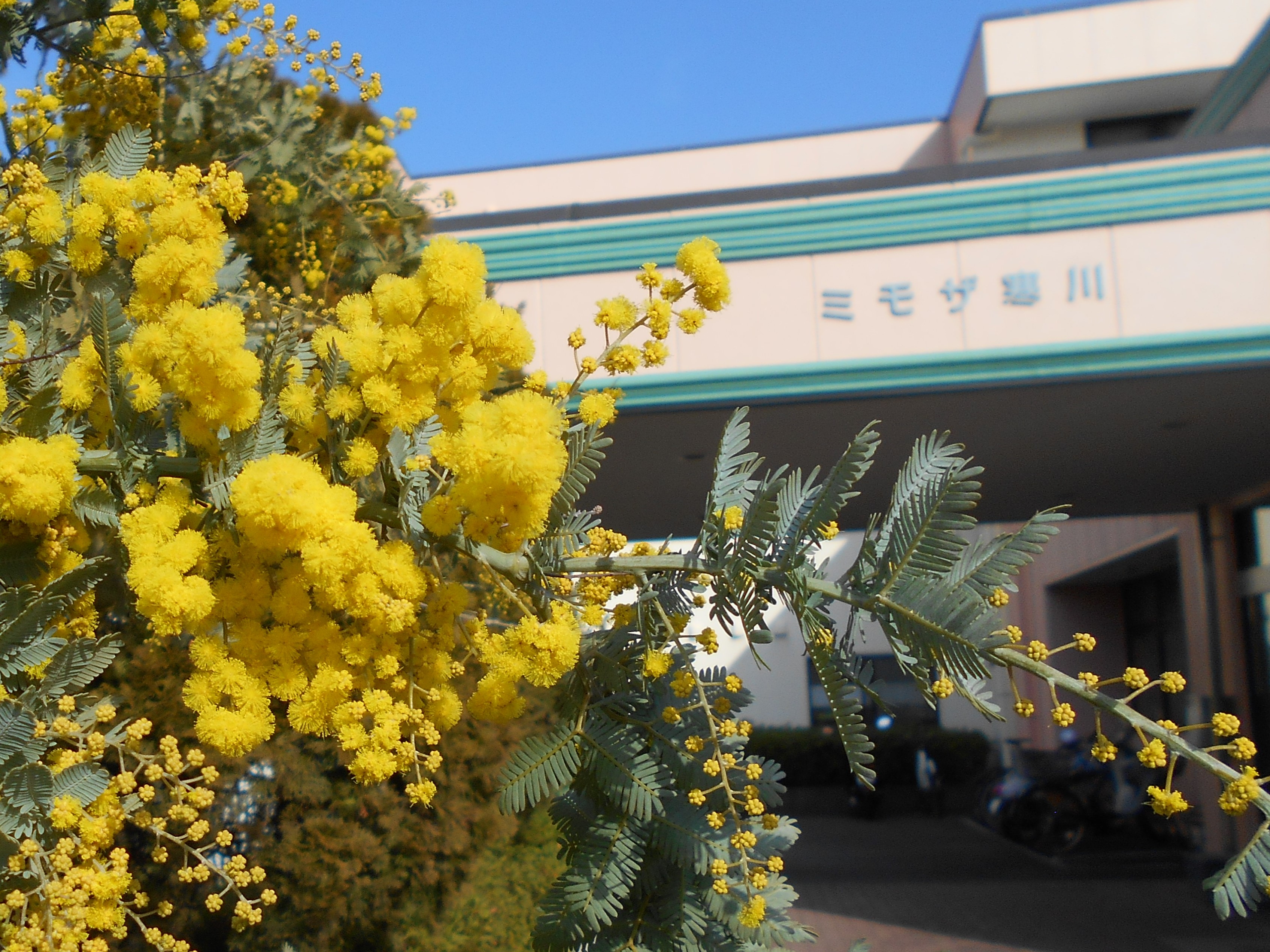ミモザ寒川