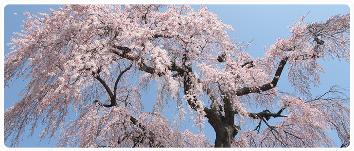 介護付有料老人ホーム桜庵