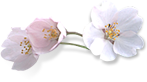 介護付有料老人ホーム桜庵