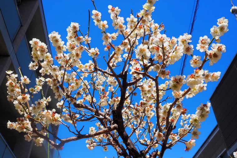 ヒルデモア信州白雲館