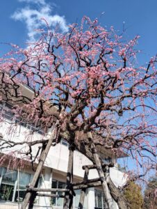 特定施設入居者生活介護センター恵幸園