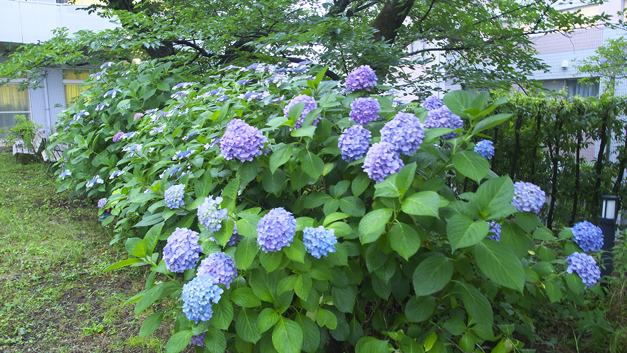 ほほえみの園