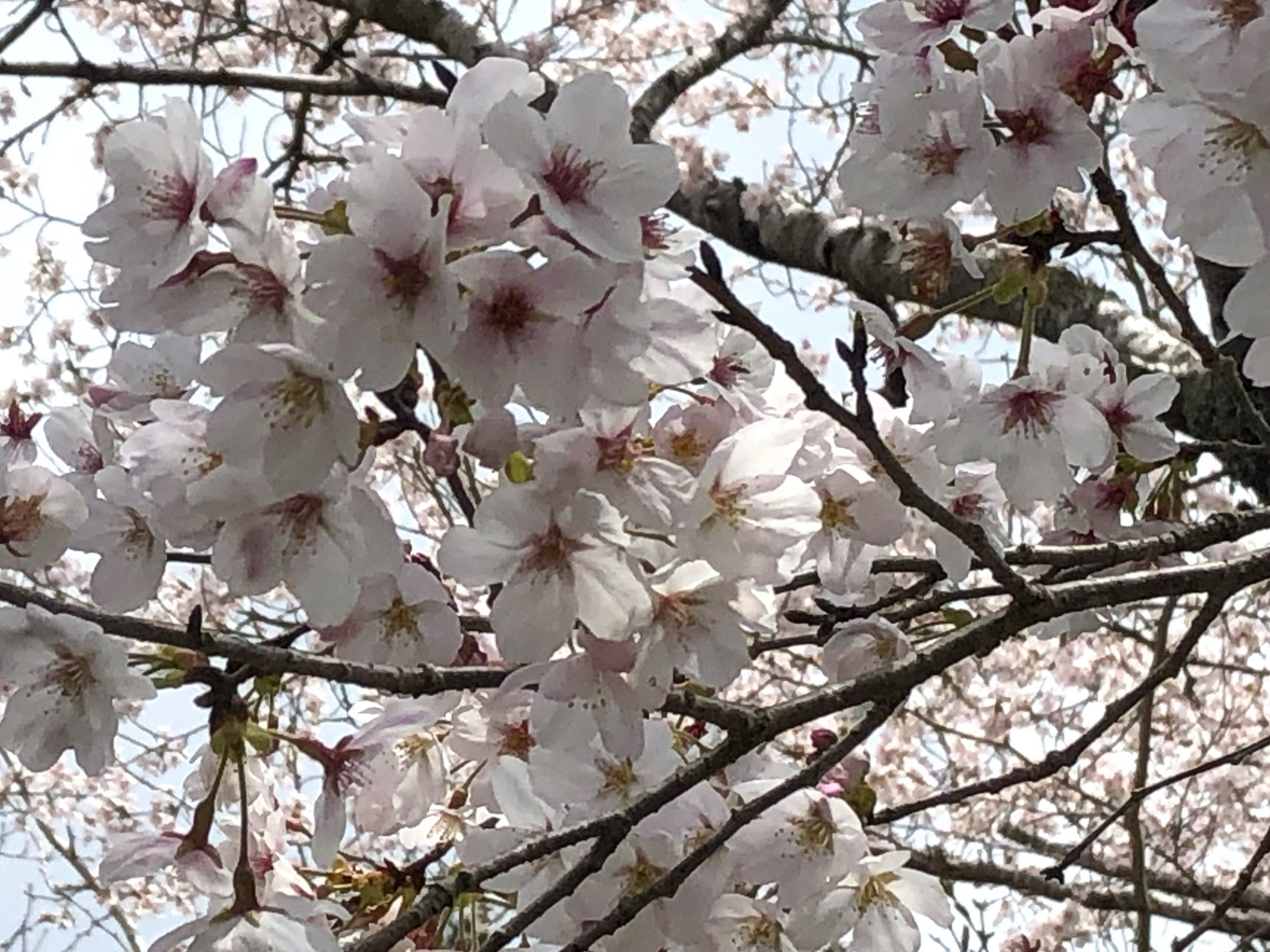 やまゆり荘