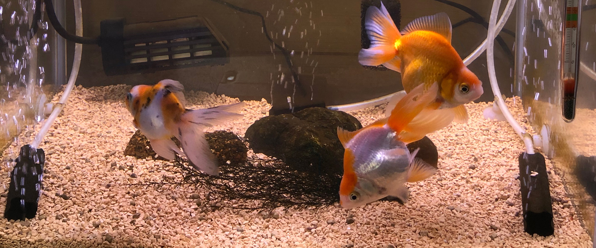 ふれあいの家 えんや