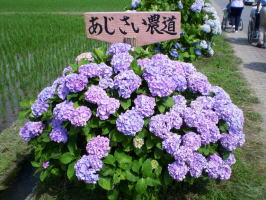 特別養護老人ホーム　芳徳の郷ほなみ