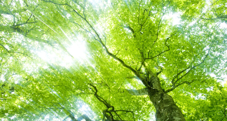 青梅天使園