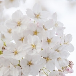 グループホーム桜ノ宮なごみ