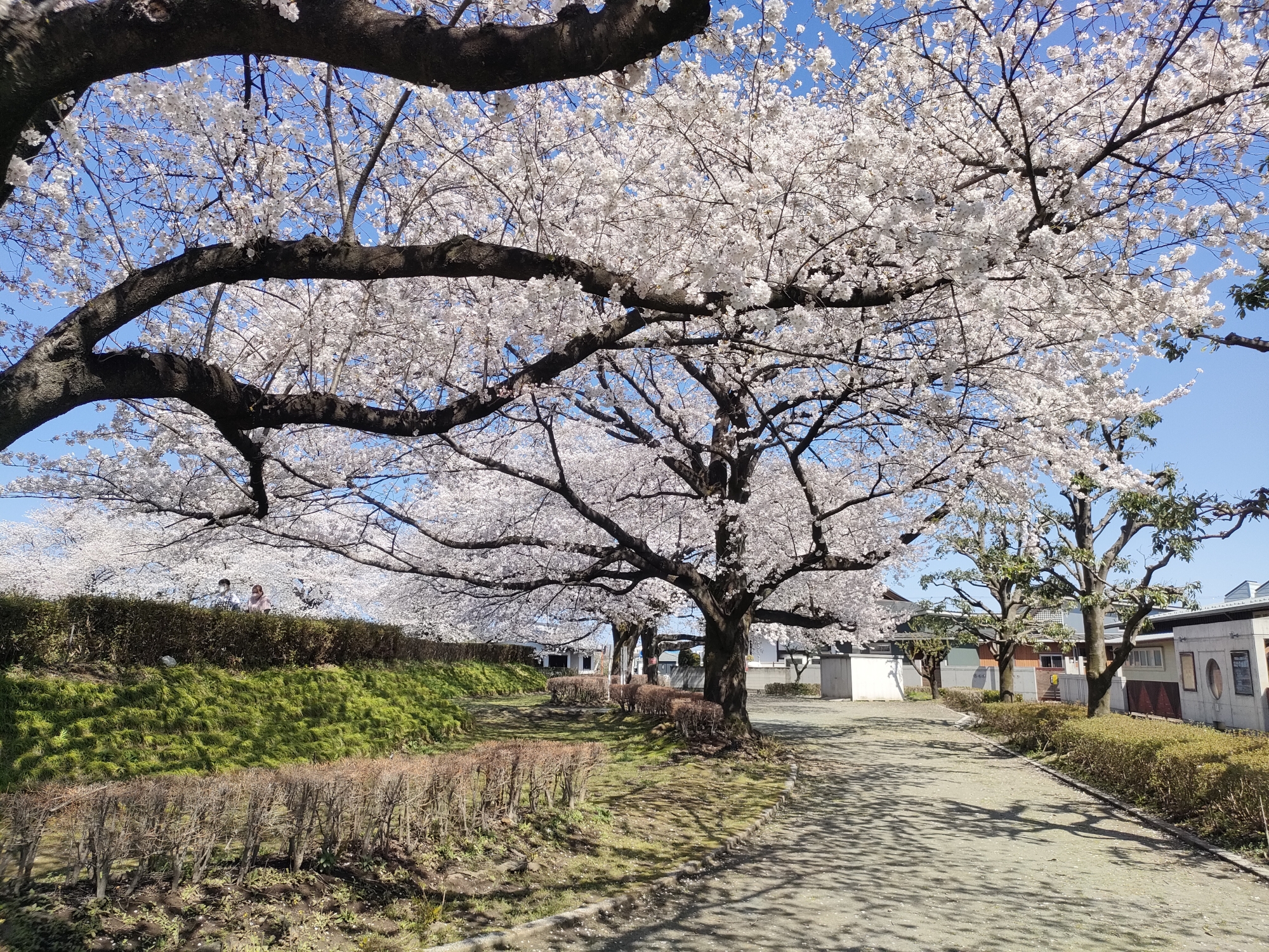 特別養護老人ホーム　菊地の園
