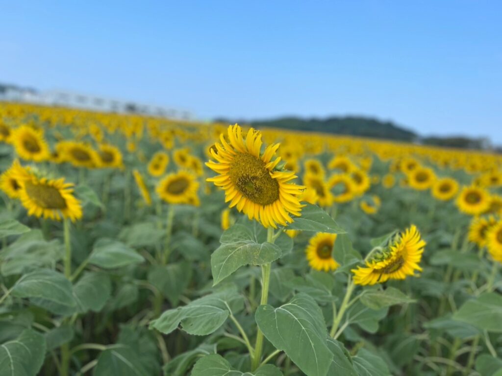 特別養護老人ホーム　東萌山苑