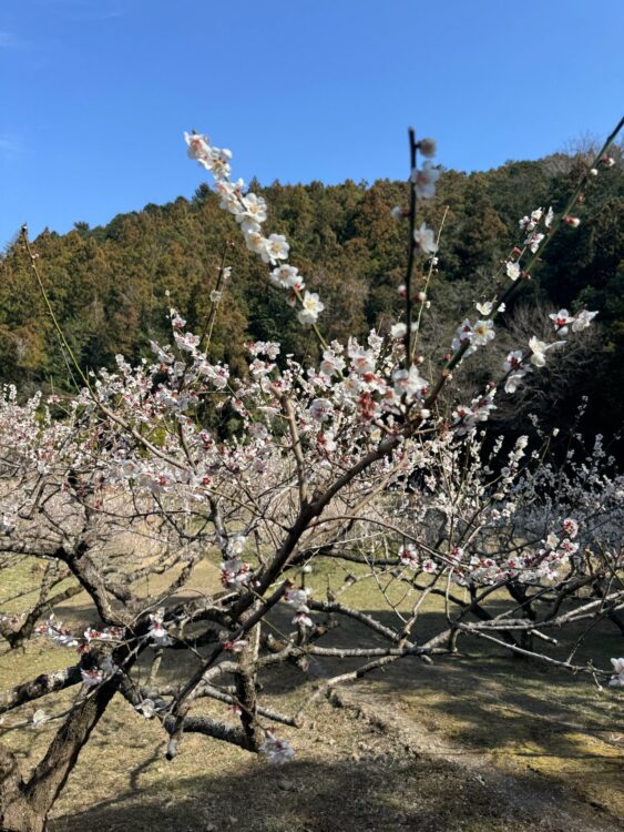 グループホームさくら・さくら