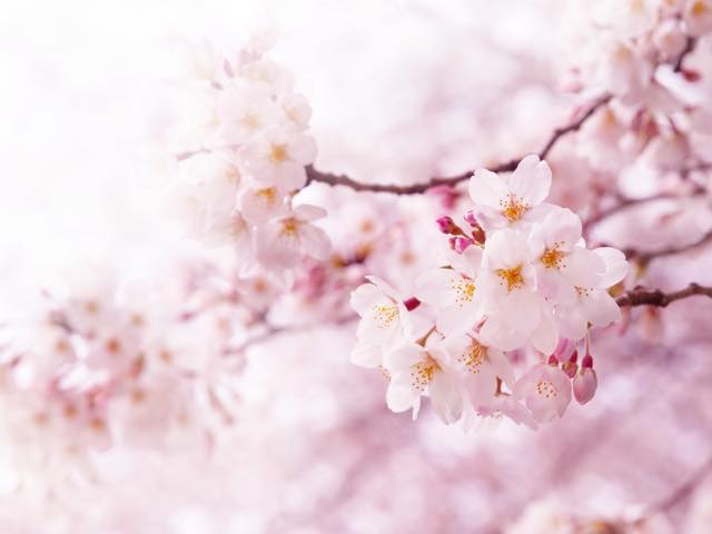 さくらの郷