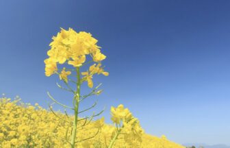 もえぎケアセンター平戸