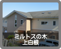 シャローム　ミルトスの木