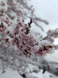 介護老人福祉施設　心花春